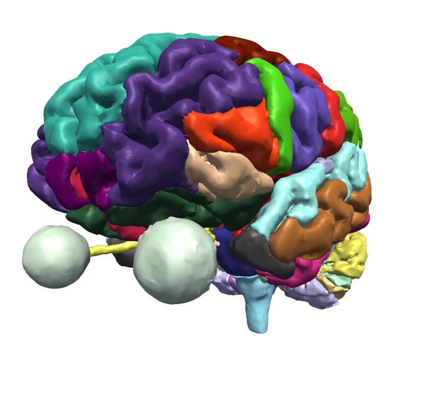 SPL/NAC Brain Atlas